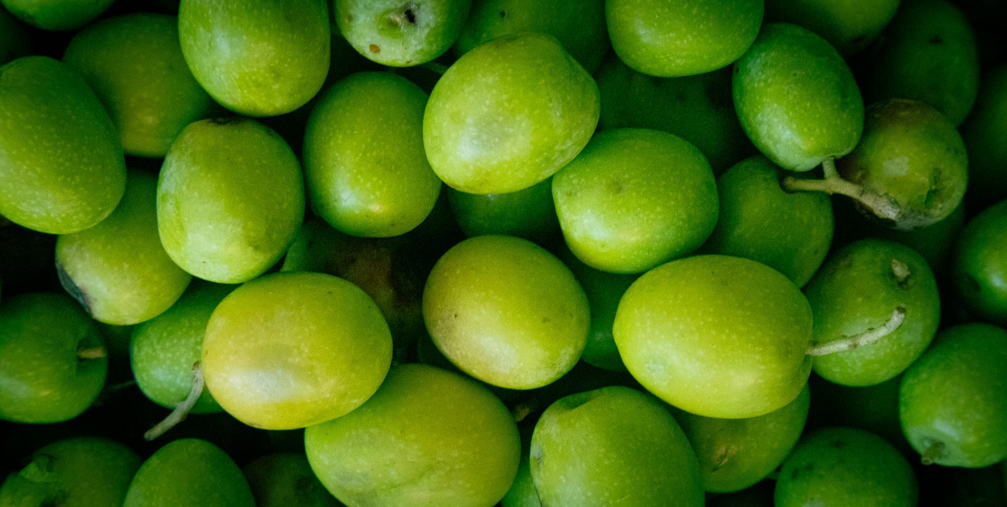 Uliveti della Riviera dei Cedri